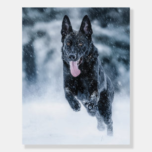 Black German Shepherd in snow Duvet Cover Foam Board