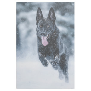 Black German Shepherd in snow Duvet Cover Gallery Wrap