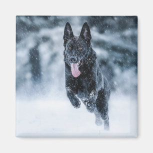 Black German Shepherd in snow Duvet Cover Magnet