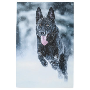 Black German Shepherd in snow Duvet Cover Metal Print