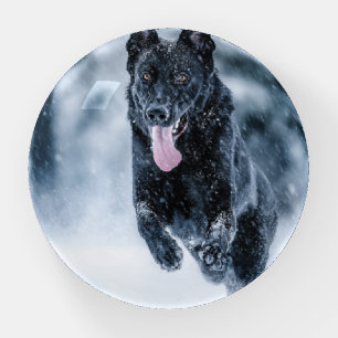 Black German Shepherd in snow Duvet Cover Paperweight