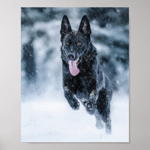 Black German Shepherd in snow Duvet Cover Poster