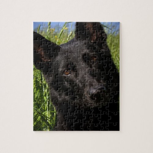 black german shepherd jigsaw puzzle