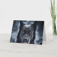 Black German Shepherd