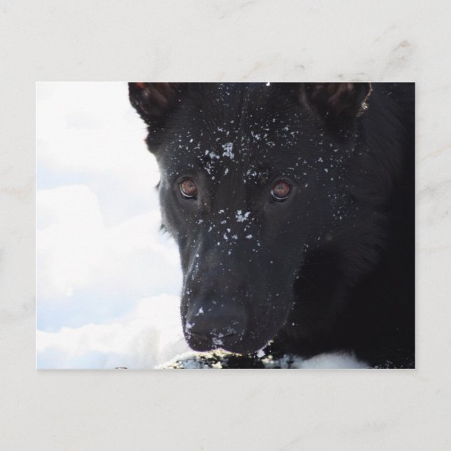 Black German Shepherd Postcard (Front)
