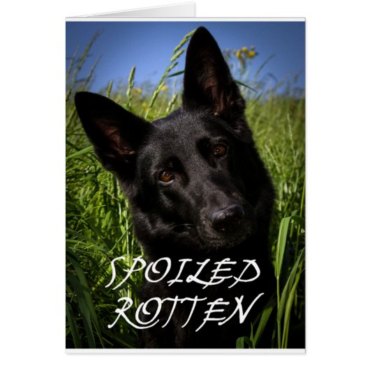 black german shepherd spoiled rotten cards (Front)
