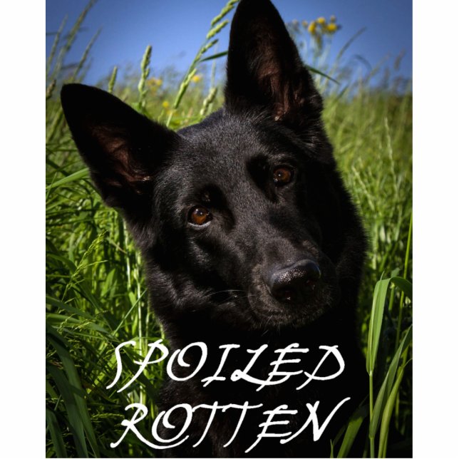 black german shepherd spoiled rotten statuette (Front)