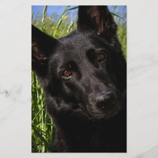 black german shepherd stationery (Front)