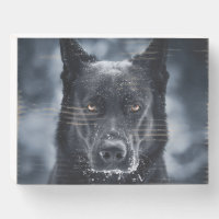 Black German Shepherd