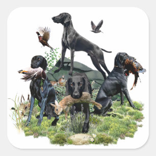 Black German Shorthaired Pointers Square Sticker