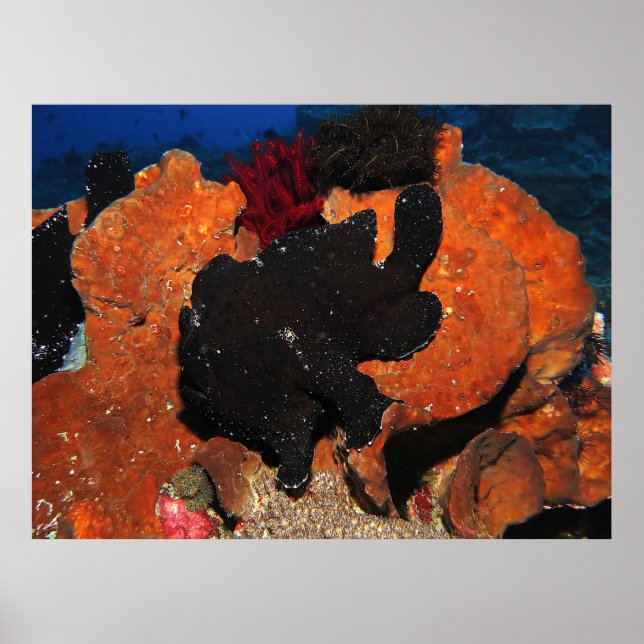 Black Giant Frogfish Poster (Front)