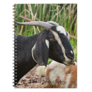 Black Goat Kauai (my photography) Notebook