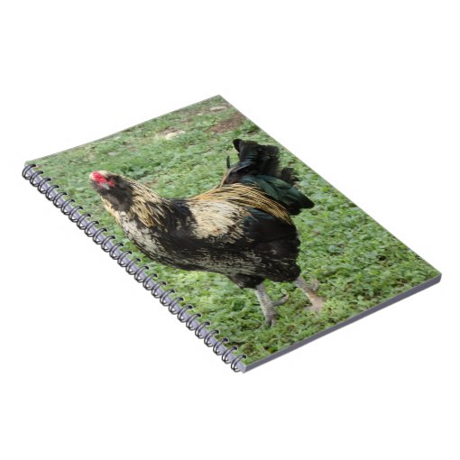 Black & Gold Ameraucana Rooster Notebook | Zazzle