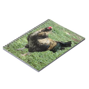 Black & Gold Ameraucana Rooster Notebook | Zazzle