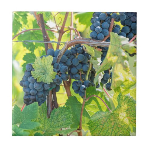 black grape grows on vineyard ceramic tile