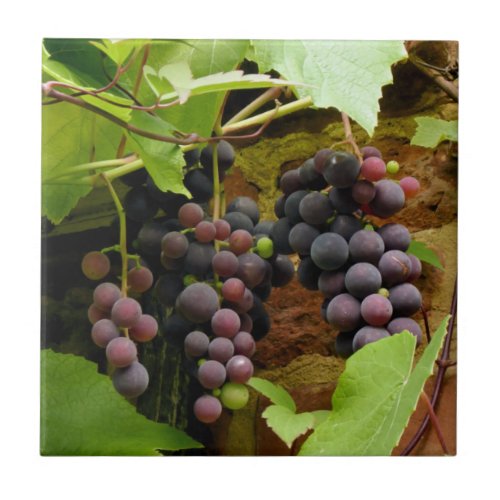 BLACK GRAPES   CERAMIC TILE