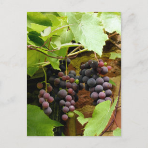 BLACK GRAPES POSTCARD