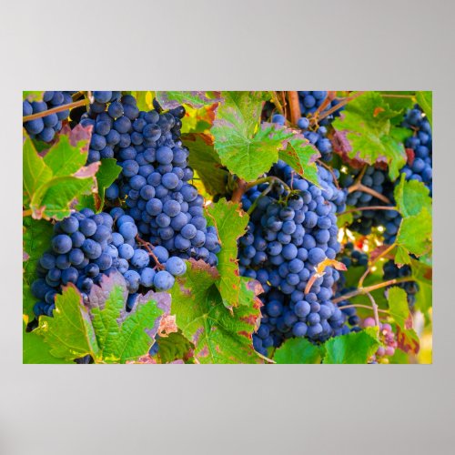 Black Grapes Vines Vineyard  Poster