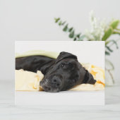 Black Great Dane - Deutsche Dogge schwarz (Standing Front)