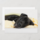 Black Great Dane - Deutsche Dogge schwarz (Front/Back)