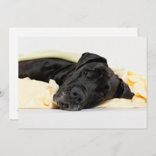 Black Great Dane - Deutsche Dogge schwarz (Front/Back)