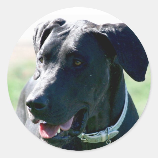 Black Great  Dane stickers (Front)