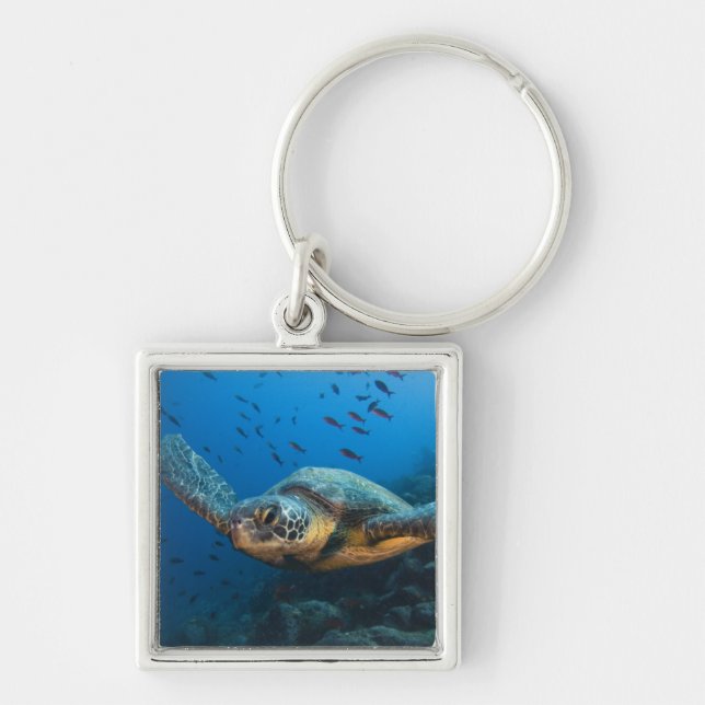 Black (Green) Turtle (Chelonia agassizi) Keychain (Front)