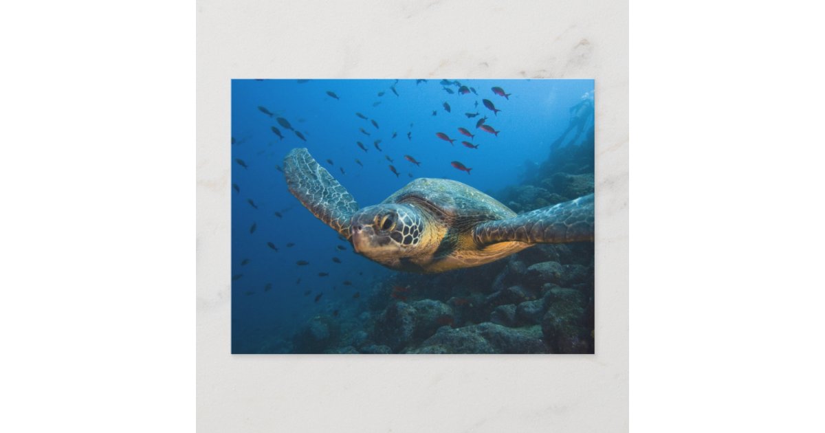 Black (Green) Turtle (Chelonia agassizi) off Postcard | Zazzle