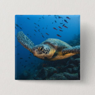 Black (Green) Turtle (Chelonia agassizi) Pinback Button