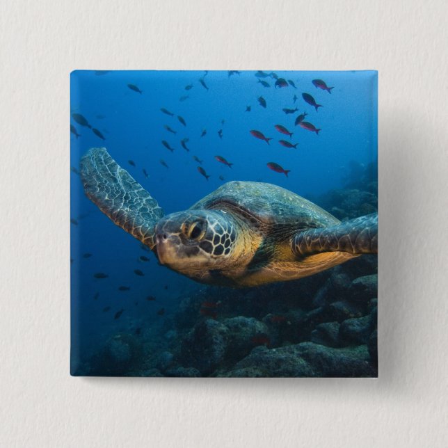 Black (Green) Turtle (Chelonia agassizi) Pinback Button (Front)