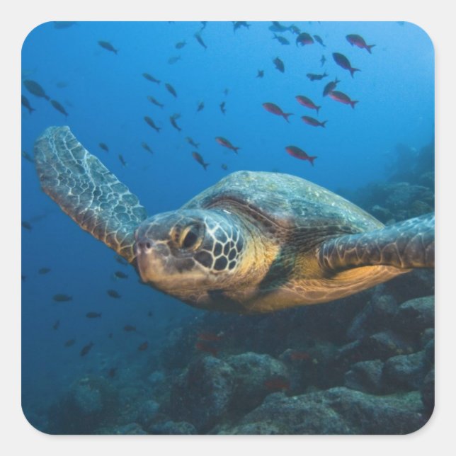 Black (Green) Turtle (Chelonia agassizi) Square Sticker (Front)