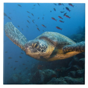 Black (Green) Turtle (Chelonia agassizi) Tile