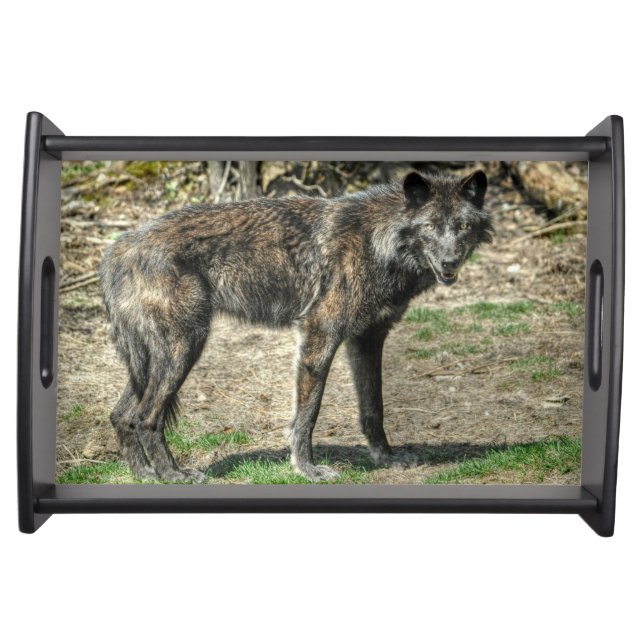 Black Grey Wolf Wildlife Nature Photo Art Serving Tray (Front)