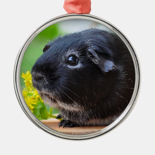 Black Guinea Pig Ceramic Ornament