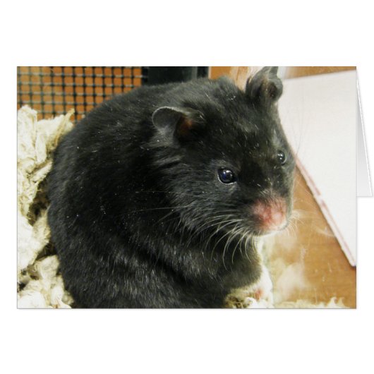 Black Hamster Cards (Front Horizontal)