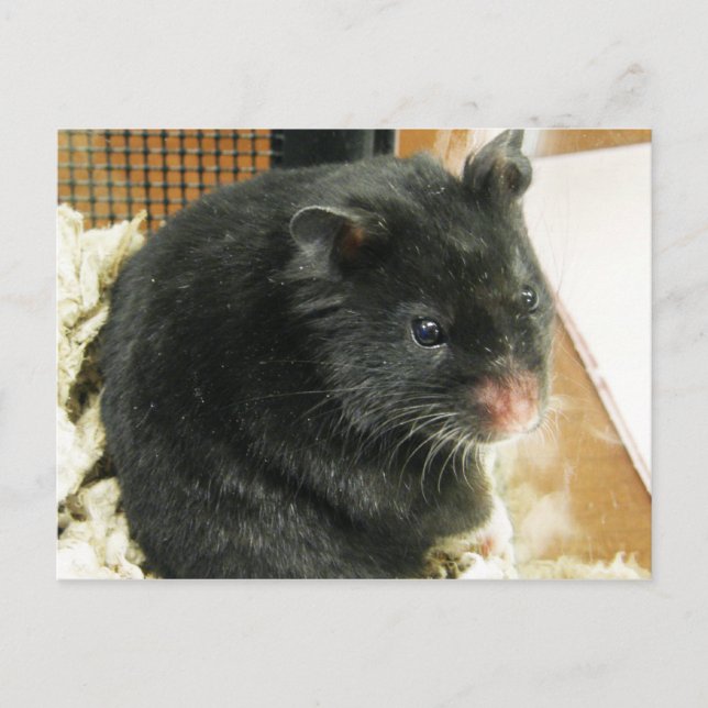 Black Hamster Postcard (Front)
