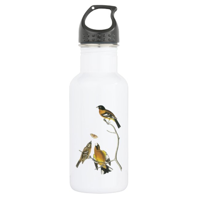 Black-headed Grosbeak by Audubon Water Bottle (Front)
