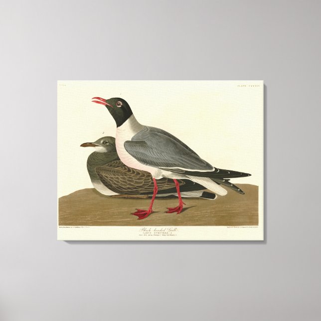 Black-headed Gull from Audubon's Birds of America Canvas Print (Front)