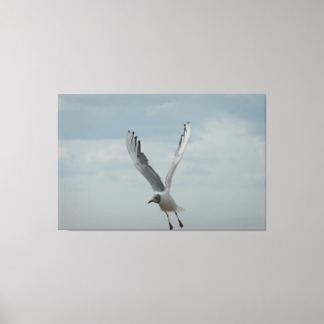 Black Headed Gull In Flight Canvas Print (Front)