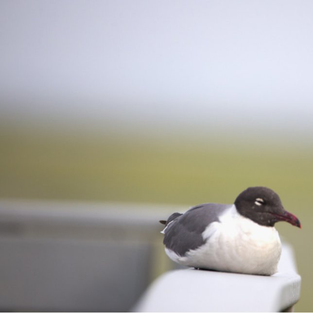 Black-headed Gull Ornament (Creator Uploaded)
