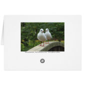 Black-headed Gulls (Back Horizontal)