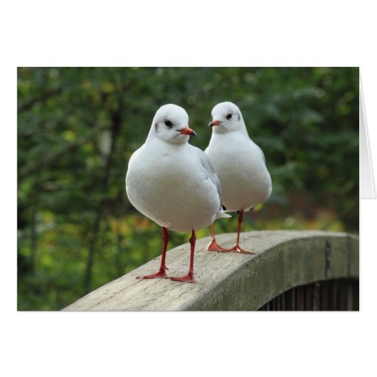 Black-headed Gulls (Front Horizontal)