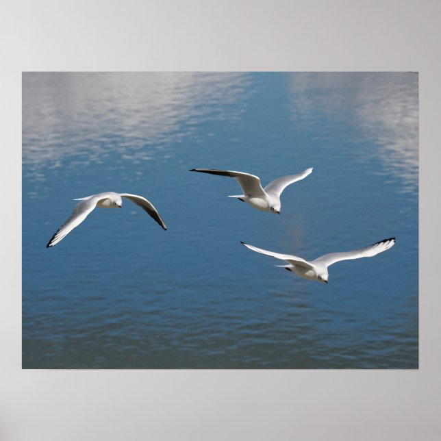 Black-headed gulls in flight  poster (Front)