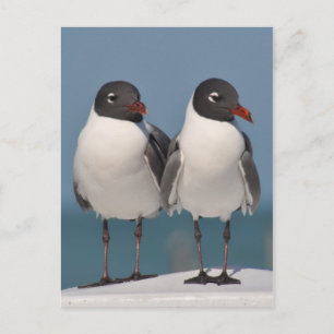 Black-Headed Gulls Postcard