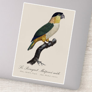 Black-Headed Male Parrot, Pionites Melanocephalus Sticker