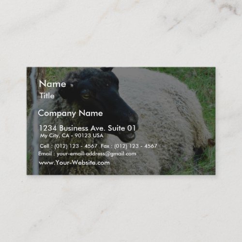 Black Headed Sheep On Grass Business Card