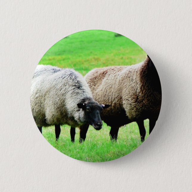 Black Headed Sheep Pinback Button (Front)
