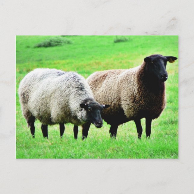 Black Headed Sheep Postcard (Front)