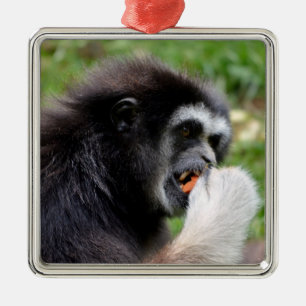Black-headed spider monkey eating a fruit metal ornament