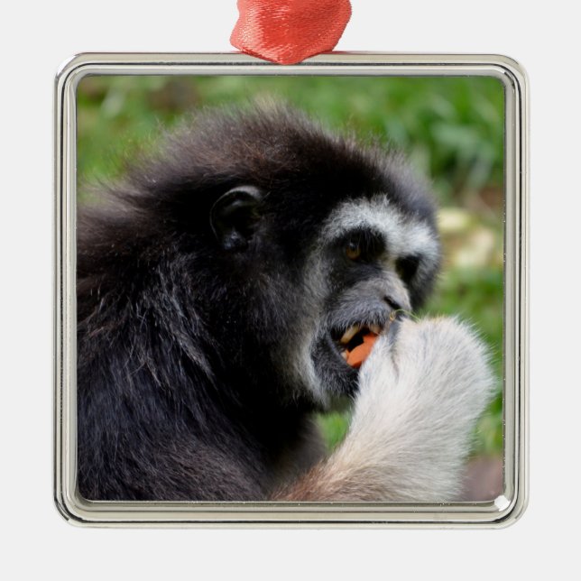 Black-headed spider monkey eating a fruit   metal ornament (Front)